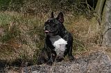 BOULEDOGUE FRANCAIS 887